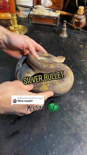 Keary Molinaro Shows Off His Silver Bullet Ball Python