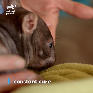180K views · 8K reactions | This baby wombat just needs some TLC to get better! #DodoHeroes | Animal Planet | Facebook