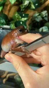 17K views · 3.9K reactions | Berry is relentless 﫣 #frog #frogs #pets #animals #whitestreefrog | Jessica's Animal Friends | Facebook
