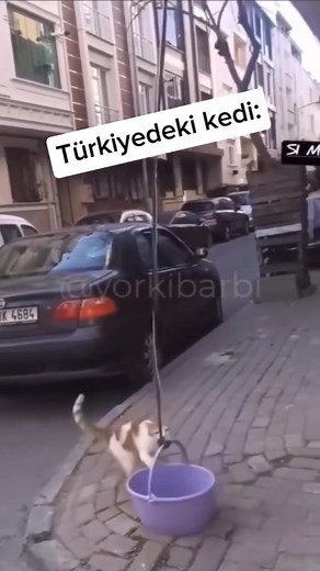 1.5K views · 244 reactions | Cat , kedi | Petpalmate | Facebook