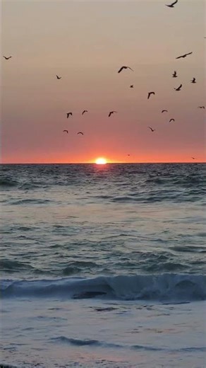 Peaceful Sunset by the Sea | Waves & Seagull Sounds