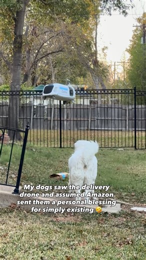 Lauren | Pet Creator Growth Coach on Instagram: "Lulu and Zoey really said: “Delivery for US? Finally. Someone respects our hard work.” 😭 The way they sprinted to that drone like it was the UPS guy, and the ghost of every treat they’ve ever loved… I’ve never seen them move so fast. Not even for cheese. And honestly? I get it. Because I used to run toward EVERY new trend, tool, and “secret hack” the same way. New audio? I’m there. New algorithm rumor? Inject it. New trending hook? Post it at mid
