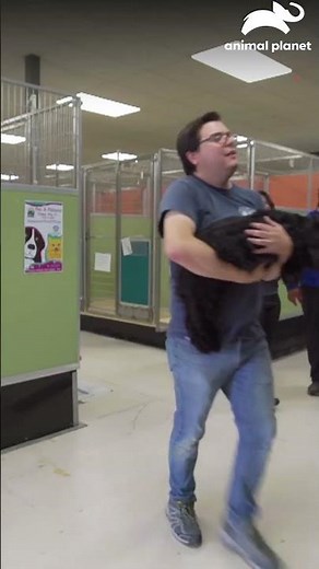 Amanda recibe más perros del refugio