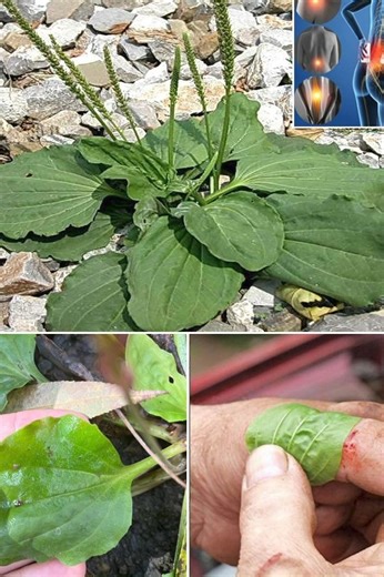 7 benefits and uses of Plantago Major…….퐑퐞퐚퐝 퐦퐨퐫퐞 | Besos Dulces | Facebook