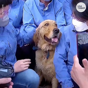 After this lost golden retriever was found by a group of coronavirus medical workers in China, the dog refused to leave. | USA TODAY Video