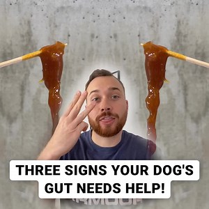 Have you tried everything to help ease your pup's itching, head shaking, and paw licking? We understand the frustration of this and that’s why we created these powerful Probiotic chews. They're packed with ingredients designed to help overcome these discomforts! | PetLab Co.