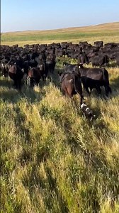 How Do You Move a Herd THIS Big? 😳🐄 #agriculture #farming #farmlife #rurallife #farmer #country