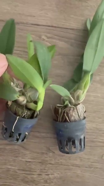 Dendrobium Enobi Compact Miniature 1 Plant Orchid (bloom Size)purple/pink Splash - Etsy Canada