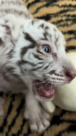 🐯 WOW!!!, this little tiger cub is absolutely fierce!!!😂😂😂! #adorable #zoo #tiger #tigercub