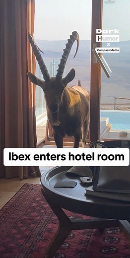 15K views · 33 reactions | Did somebody order room service? #hotel | RealVoices | Facebook