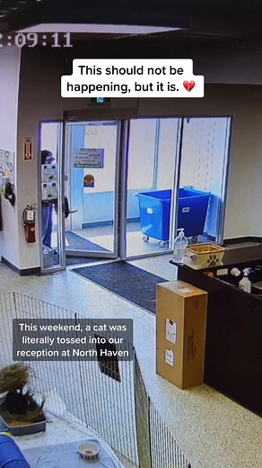 Preventing Pet Abandonment: A Message from Animal Shelters in Edmonton & Calgary
