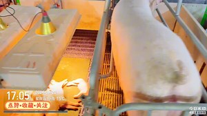 现代化规模猪场产房母猪饲喂！