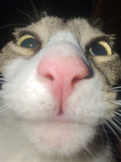 It was nice to get a beem with the RE-45 😅@FancyFatFinger #PC #streamer #apexlegends #apex #gamergirl