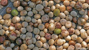 Rediscovering the breadnut tree in Colombia