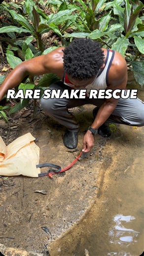 Caveman Wildlife on Instagram: "Probably the best moment of the Indonesia trip last year! This is one of the rarest and most beautiful snakes in all of Indonesia, the Red Headed Krait (Bungarus flaviceps)! 🐍🚀🐍🚀🐍🚀🐍🚀🐍🚀🐍🚀🐍🚀🐍🚀🐍🚀🐍 #wildlife #nature #reels #animal #snake"