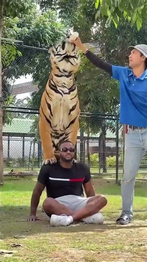 What You MUST Do Before Meeting a Tiger 🐯🔇