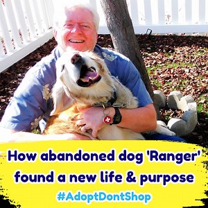 17K views · 536 reactions | HOW ABANDONED DOG RANGER FOUND A NEW LIFE...