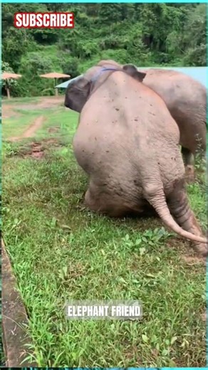 the adorable sound of a baby elephant #elephant #animals
