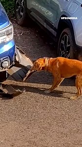 305K views · 3.9K reactions | Anjing ini memiliki satu misi dan akan menghancurkan apa pun yang diperlukan untuk menyelesaikannya.  | Positif + | Facebook