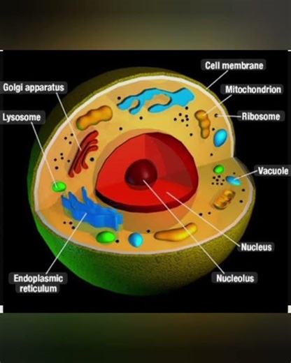 Human cell 3D clearest Details images, Medical Sciences