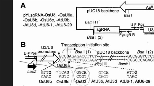转基因CRISPR-Cas9实验 2.方法流程