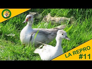 LA REPRODUCTION | EPISODE 11 | LES PREMIERS ŒUFS DES CANARD D'ORNEMENT !!