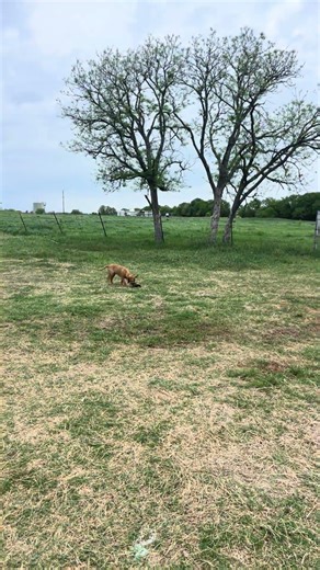 21 wk old Lab Shelby’s first retrieve with a real 🦆 #foxredlab #yellowlab #duckhunting #retriever