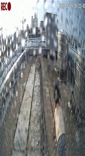 CCTV Captures Cat Protecting Area from Snake