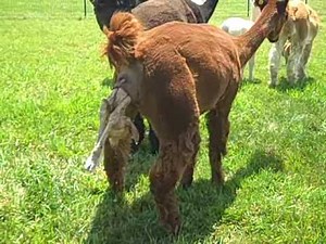 Alpaca Baby Birth