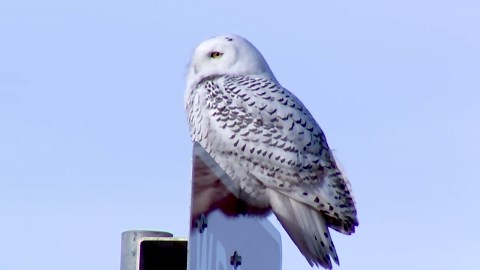 Rare Snowy Owl spotted near Sioux Falls