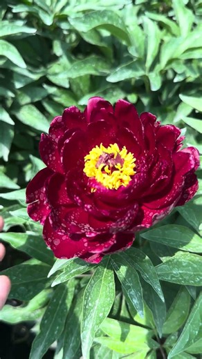 Potted peonies. Peter Brand variety.