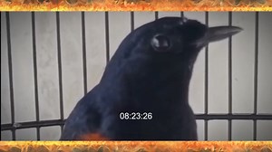 Pahami Fungsi Perawatan Murai Batu Mulai Dari Nol EF. #muraibatu #muraibatuindonesia #kicaumania | Bang Rahmat