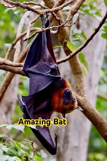Amazing Bat Facts | The Night Flyers of Nature 🌙🦇