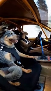 Oriental Shorthair driving like aerodynamics is a personality. | Jupiterstarco