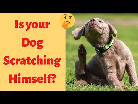 Why is your Dog Scratching And Biting Himself? 6 Reasons to Know