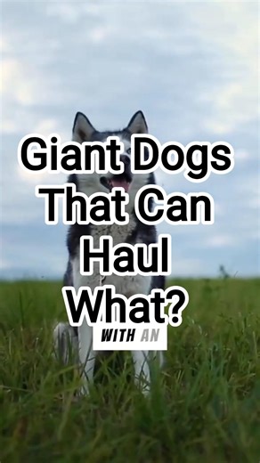 Giant Dogs That Can Haul What?
