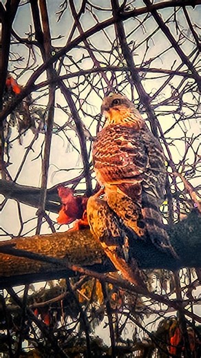 I was on my way out for school drop off and saw a hawk took off from my yard clutching on something. I didn't have my DSLR & long lens handy so I grabbed a quick shot with my Samsung phone. It's a juvenile Red Shouldered Hawk (Buteo Lineatus) feasting on a morning dove. #buteolineatus #redshoulderedhawk #longislandnature #backyardnature | Peter Zhao