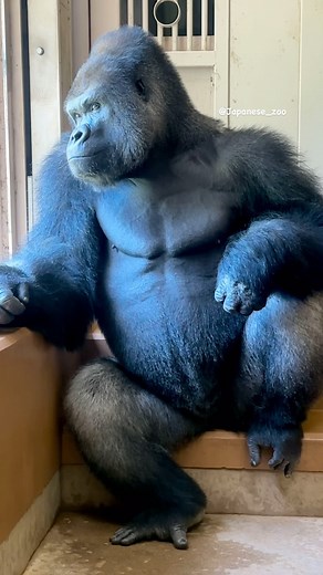 Japanese zoo on Instagram: "Handsome gorilla Shabani✨️ イケメンゴリラのシャバーニ✨️ #gorilla #shabani #silverback #higashiyamazoo #ゴリラ #シャバーニ #シルバーバック #イケメンゴリラ #東山動物園"