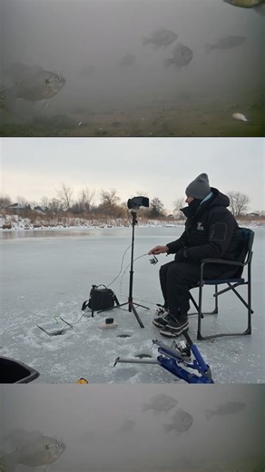 Bluegill reaction on wax worm underwater footage ice fishing