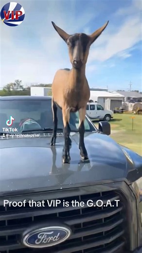 We had an unexpected visitor this week! A perfect reminder that just like reliable farm animals, your business technology needs to be dependable and well-supported. At VIP Technology Solutions Group, we provide top notch solutions to all of your technology needs! #VIPTechnology #VIPVoice #VIPTreatment #CustomerService #LocalBusiness #GOAT #VIP | VIP Technology Solutions Group