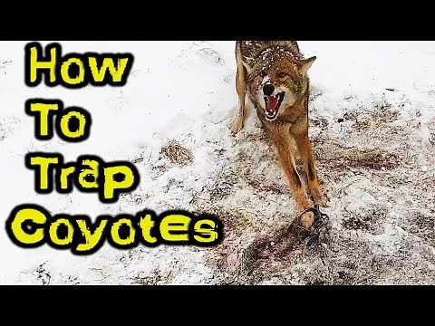 How to Trap Coyotes {With Catches}