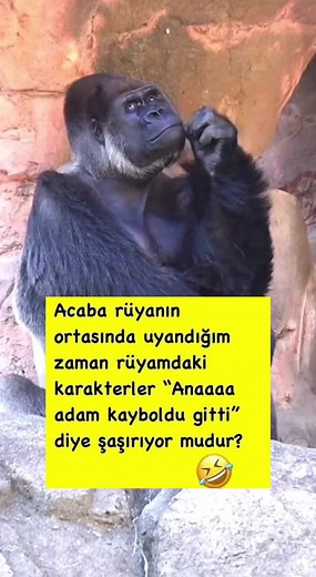 Gorilla Eating in Natural Habitat: A Close Encounter