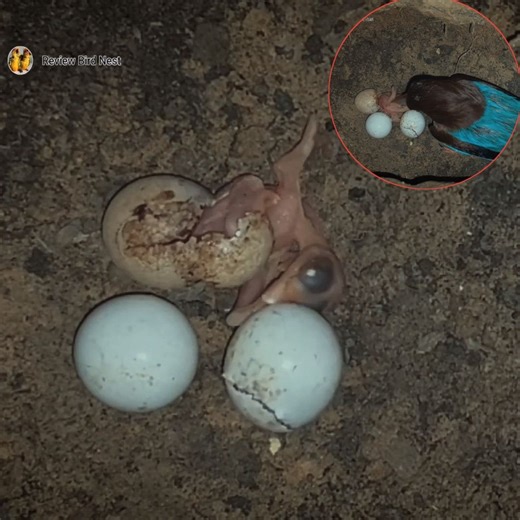 1.8M views · 25K reactions | Javan kingfisher birds Breeding protects young babies in the nest | Review Bird Nest | Facebook