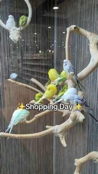 ✨Shopping Day✨ #cockatiel #budgie #wellensittich #cockatiels #birds #shopping #parrot #pets #pet