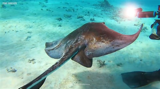 Mantarraya de 2,5 m: segundos después, el aguijón atraviesa su corazón
