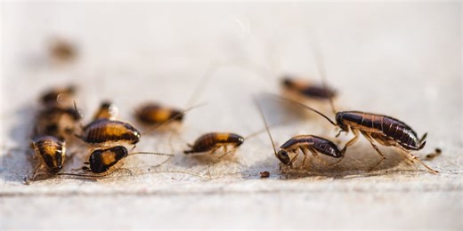 Cockroach brains could be the answer to a puzzling medical problem