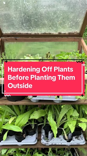 #hardeningoff #growingplants #planting #coldframe #growing #gardeninfluencer #gardener #growyourownfood #growyourown #chemicalfree #chemicalfreegrowing #organicgardening