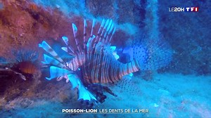 Poisson-lion : les dents de la mer