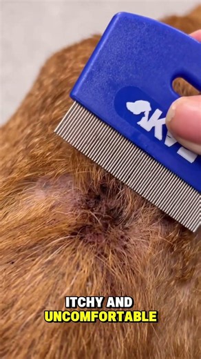 This Dog Had A Serious Flea Infestation