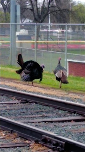 "Turkey & Railroads."